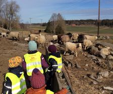 På besök i fårhagen